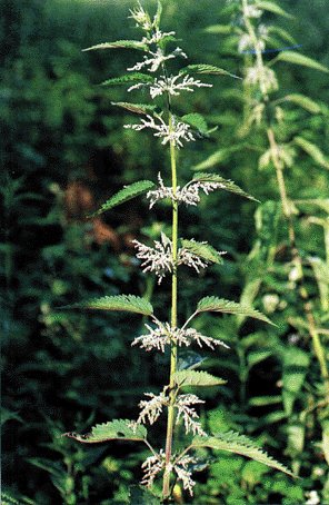 Fotografa de Josep Maria Barnes. Libro sobre Conocer Plantas Medicinales.