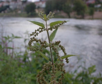 Ortiga. Fotografa do autor da www, preto da desembocadura do ro LOnia. Ourense.