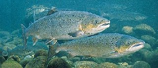 El salmón atlántico casi ya no llega a Galicia.