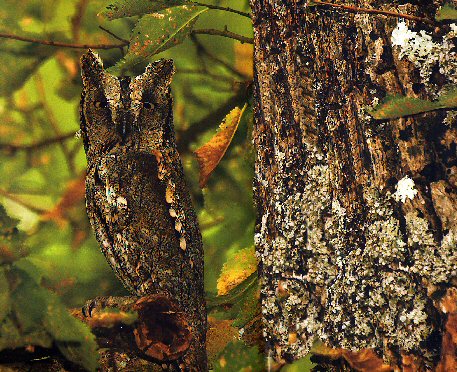 Fotografa montaxe a partir foto de Andrs M. Dominguez.  Revista Naturaleza salvaje.