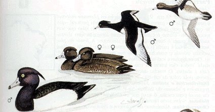 Este dibuxo est sacado do libro Gua de     Aves de Galicia de Xos M. Penas Patio y otros.