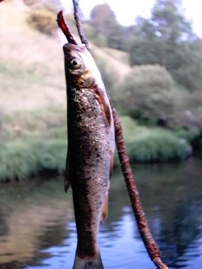 Peixe. Fotografa de S. Lorenzo, autor da www.