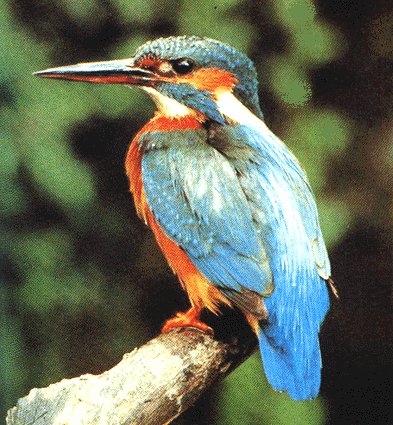 Fotografa sacada do libro Aves. Guas Visuales Ocano.