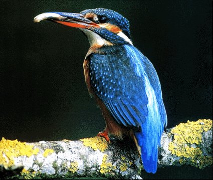 Fotografa sensacional de Ramn Arambarri. 1 premio 2001, revista La Tierra.