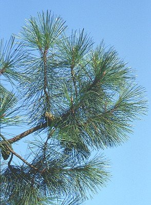 O piñeiro. Pinus pinaster. As árbores a beira dos ríos galegos.