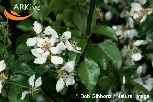 Fotografa de Bob Gibbons. Natural image.