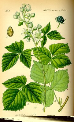 Rufus caesius. ( Rubus filis mas).