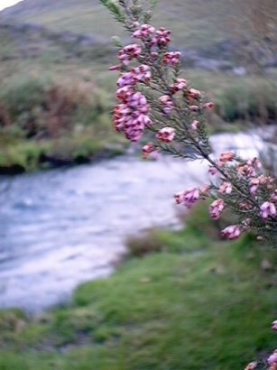 Flores no río Navea. Fotografía do autor da web.