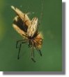Tetragnatha