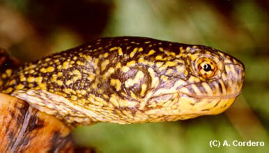 Fotografa de A. Cordero. Cabeza de Tartaruga de auga.