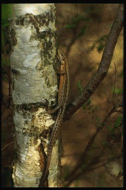 Lagarto verde galego.