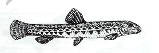 Barbela de río.