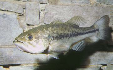 El Black-Bass tamposo es un pez oriundo de Galicia.