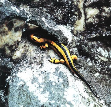 Fotografía de Antonio Vázquez. Fauna salvaxe. Asturias.