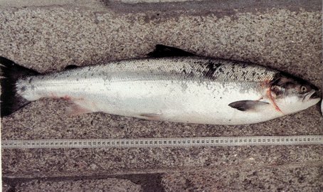 Fotografía de Martín Mayo. Salmón pescado con trasmallo en Forcadela ( Pontevedra).