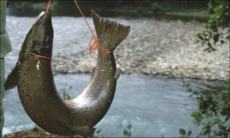 Salmón del Narcea.