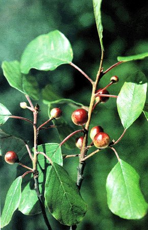 Fotografa de F.J. Silva - Pando. Libro "Gua de Plantas medicinais de Galicia"