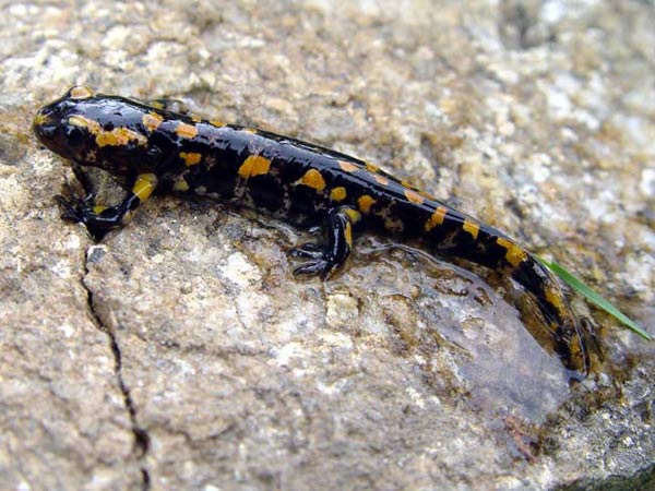 Salamandra salamandra. Fotografía Fernando Bellido.