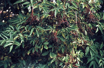 Fotografa de Josep Mara Barres.Libro "Conocer las plantas medicinales".