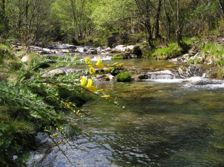 Fotografía do autor da web. Río Cerves.