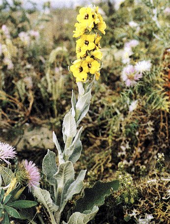 Fotografa de Josep Maria Barres. Libro  Plantas Medicinales.