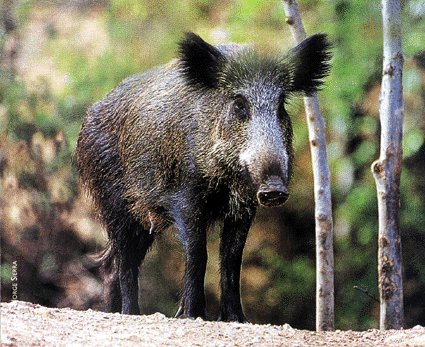 Fotografa sacada da revista Terra.